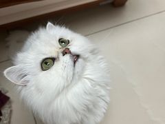 -宠福鑫康馨动物医院·骨科·眼科