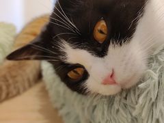-有喵·猫咖·狗咖·30几只猫10只小狗(岗厦店)