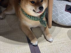 -逗柴咖啡屋·狗咖猫咖宠物桌游
