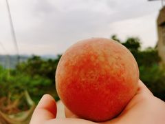 -桃源山庄·水蜜桃采摘·柴火鸡·烧烤团建(龙泉山店)