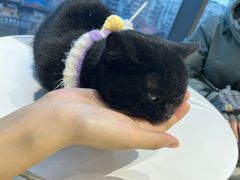 -怪兽屋·羊驼·猫咖·狗咖(俊华广场店)