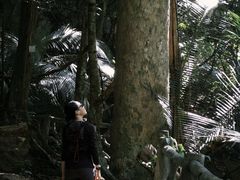 -海南热带雨林国家公园吊罗山景区