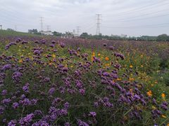 -紫颐香薰山谷景区