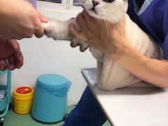 -伟伟宠物医院·CT影像中心·瑞派犬猫综合性门诊(汉口总院)