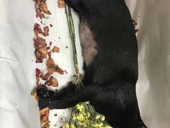 -瑞鹏宠物医院·骨科·猫科·内科(第一中心)