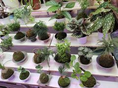 -花鸟鱼虫鲜花绿植市场(玉泉路店)