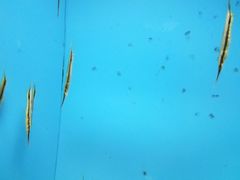 -北戴河圣蓝海洋公园