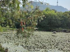 -大雁山风景区