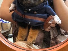 -天使宠物医院·犬猫分诊(彩虹店)