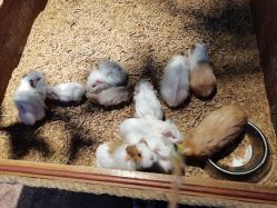 -酷嗒动物文化乐园(cutezoo西溪乐天城店)