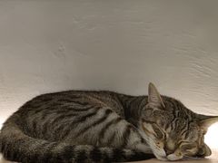 -猫儿山۰猫主题餐厅
