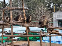 -西霞口神雕山野生动物世界