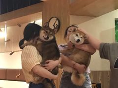 -柴务处·柴犬主题狗咖