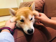 -柴务处·柴犬主题狗咖