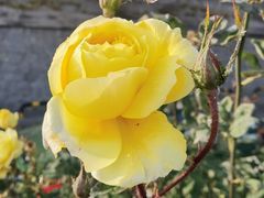 -北京植物园-展览温室