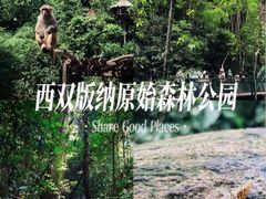 -西双版纳原始森林公园