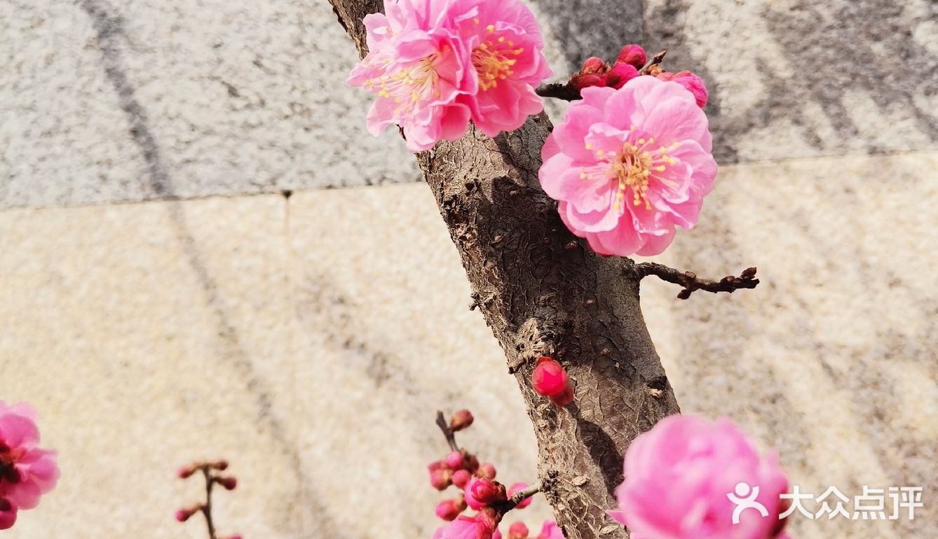 天气晴好，漫步经区黄海路，在路旁的梅园梅花也开了