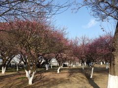 -江心屿景区