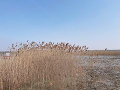 -上海吴淞炮台湾国家湿地公园