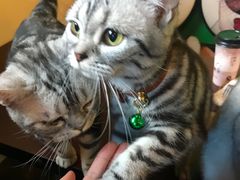 -李小姐の猫咖啡馆(五角场店)