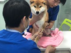 -美美宠物诊疗中心·异宠·骨科(滨江东信分院)
