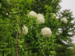 -洛阳市隋唐城遗址植物园