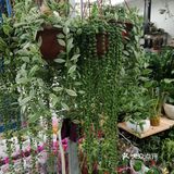 醉芬芳