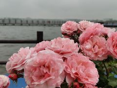 -鹅湖玫瑰文化园