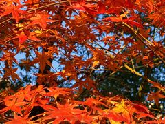 -证大大拇指广场(芳甸路店)
