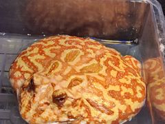 -酷以爬仙阁实体爬宠店·守宫·蜥蜴·专业繁育