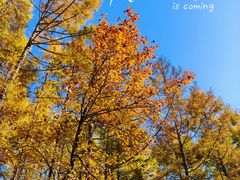 -帽儿山国家森林公园