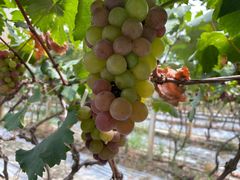 -麦园农庄·西江河鲜