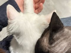 -楼上猫咖(罗湖店)