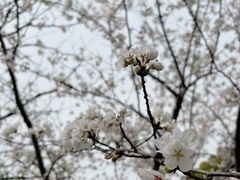 -高东镇樱花园