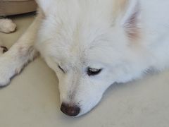 -怪兽屋·羊驼·猫咖·狗咖(俊华广场店)