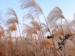 -梁鸿国家湿地公园