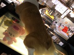 -more than meow吴止猫主题餐厅(承德 中船汇店)