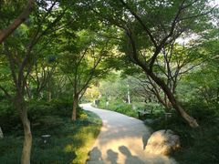 -青枫公园