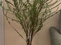 -双季花艺园艺市场(浦东店)