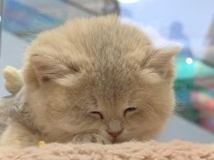 -屋虎猫馆(宝安大仟里店)