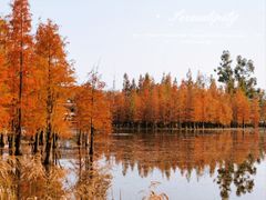 -白鹭湾湿地公园