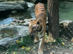 -北京野生动物园