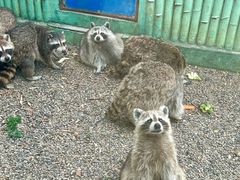 -秦皇岛野生动物园
