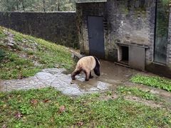 -都江堰中华大熊猫苑