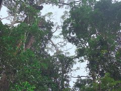 -热带雨林自然公园