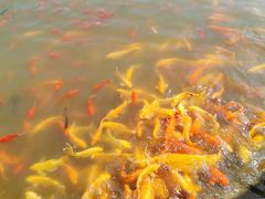 -武汉紫薇都市田园