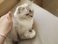 -鼓捣猫呢主题猫咖店