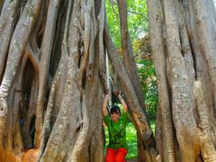 -瑞丽独树成林风景区