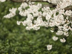 -贡湖湾湿地公园