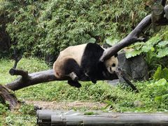 -广州长隆野生动物世界